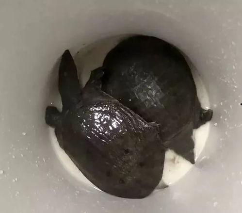 鳖版acr最新爆料,揭秘游戏内幕与未来动向 第1张 鳖版acr最新爆料,揭秘游戏内幕与未来动向 第1张